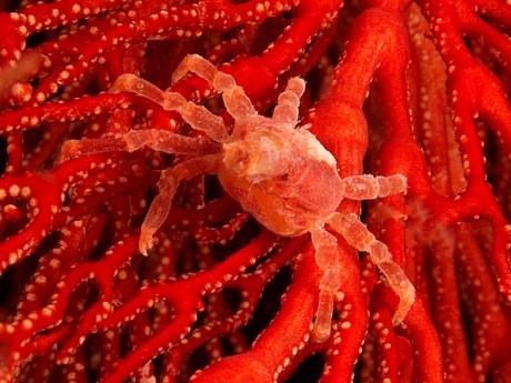 Soft-Coral-Crab-Yelliet-Kecil-Damai-Day-3B-399