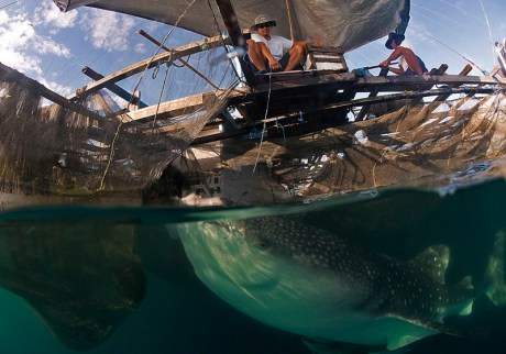 Whale-Shark-Kwatisore-Bay-Dive-Damai-Day-10A-41-1